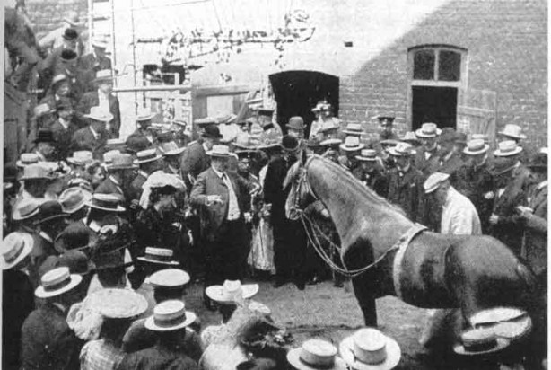 Hans-le-malin, le cheval de Pfungst
