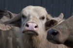 Bestiaire de Denis Côté en lice pour le prix Rogers du meilleur film canadien