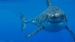 <i>Requin : prédateur ou proie?</i> au Centre des sciences de Montréal dès le 11 avril