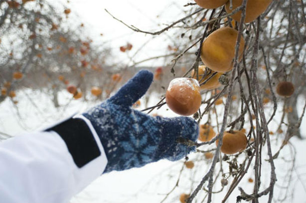 Cueillette de pommes gelées dans les Laurentides