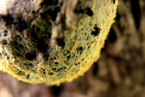 Coup de coeur Fantasia: le cauchemar biologique de The Creeping Garden