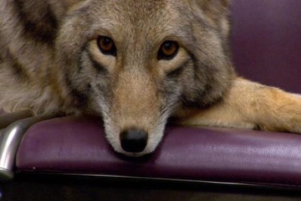 Y'a un coyote dans le métro: le nouveau clip super mignon de Modest Mouse