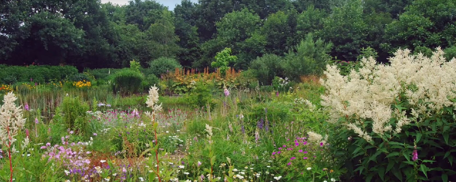 Jérôme Minière nous emmène dans son Jardin sauvage