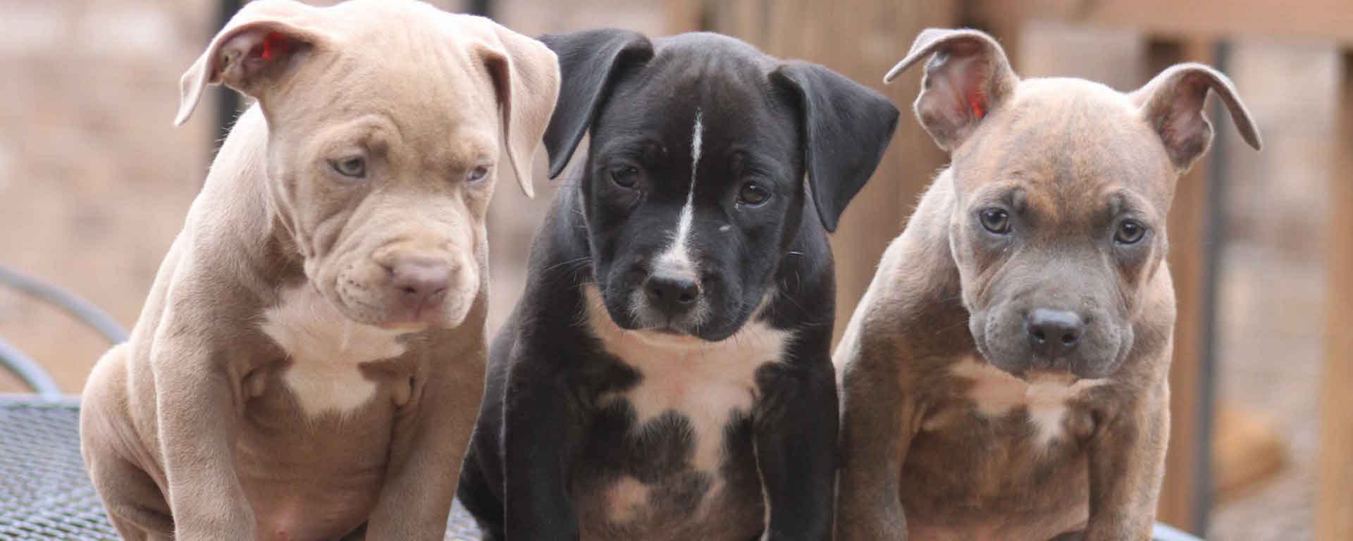 Débat sur les pitbulls : Puisqu'on parle des races…