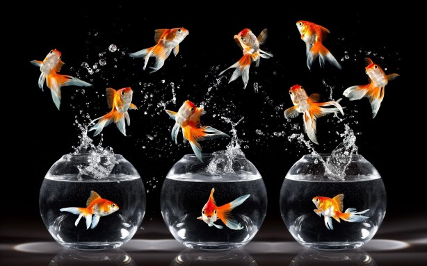 funny-wallpapers-gold-fish-wallpapers-wallpaper-35966