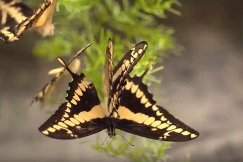 Papillons en liberté