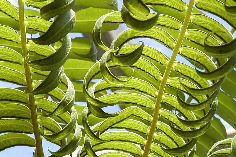 L'Odyssée des plantes