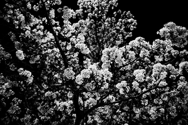 Cerisier en fleurs noctambules dans les rues d’Akron, Ohio.