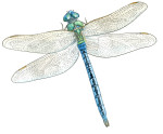 libellule