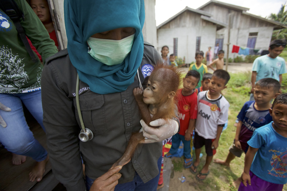 "Rescue" of a five month old male baby orangutan from captivity in Sungai Besar village by the BKSDA (Department of Wildlife and Nature Conservation) staff and wildlife veteranarian Dr. Ayu from International Animal Rescue.