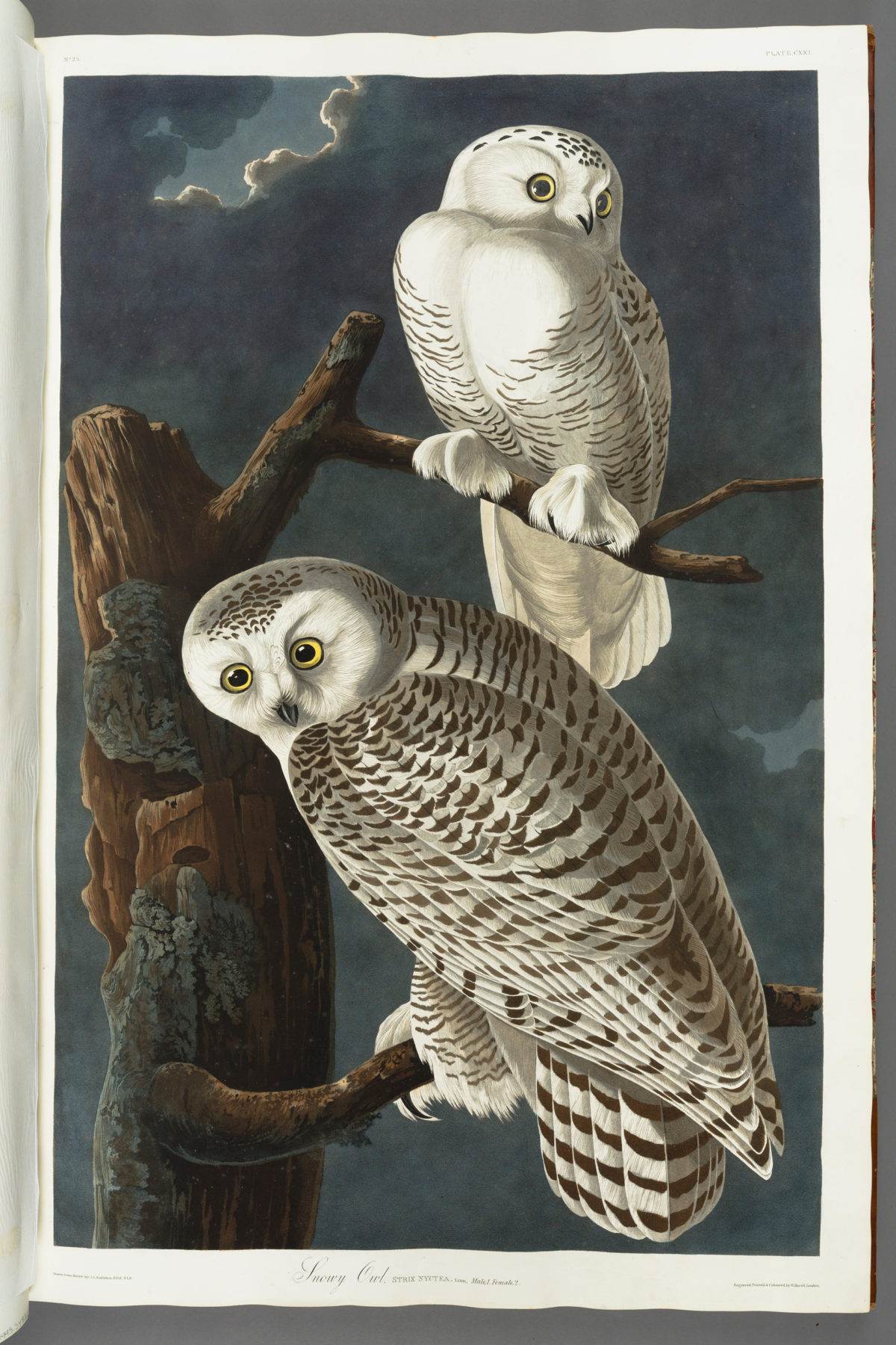 Harfang des neiges, John James Audubon, Birds of America