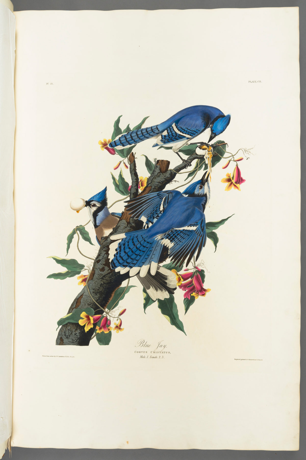 Geai Bleu, John James Audubon, Birds of America