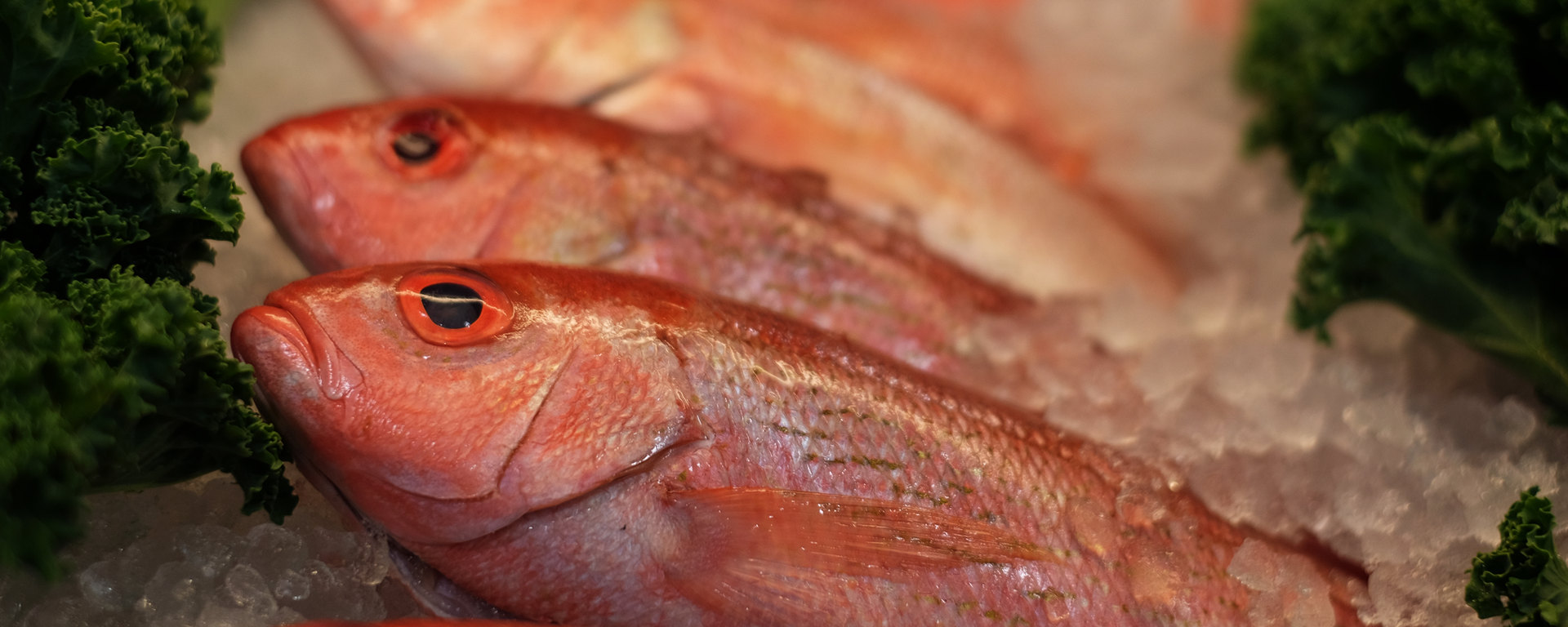 Encourager les pratiques de pêche responsable