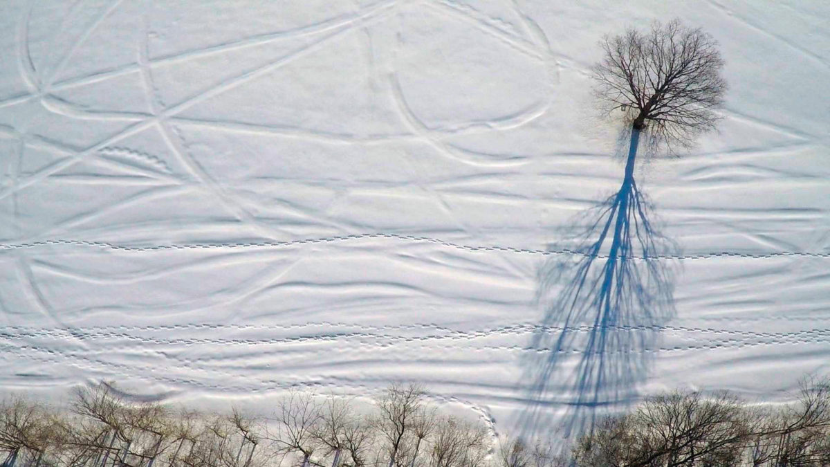 gdp_arbre