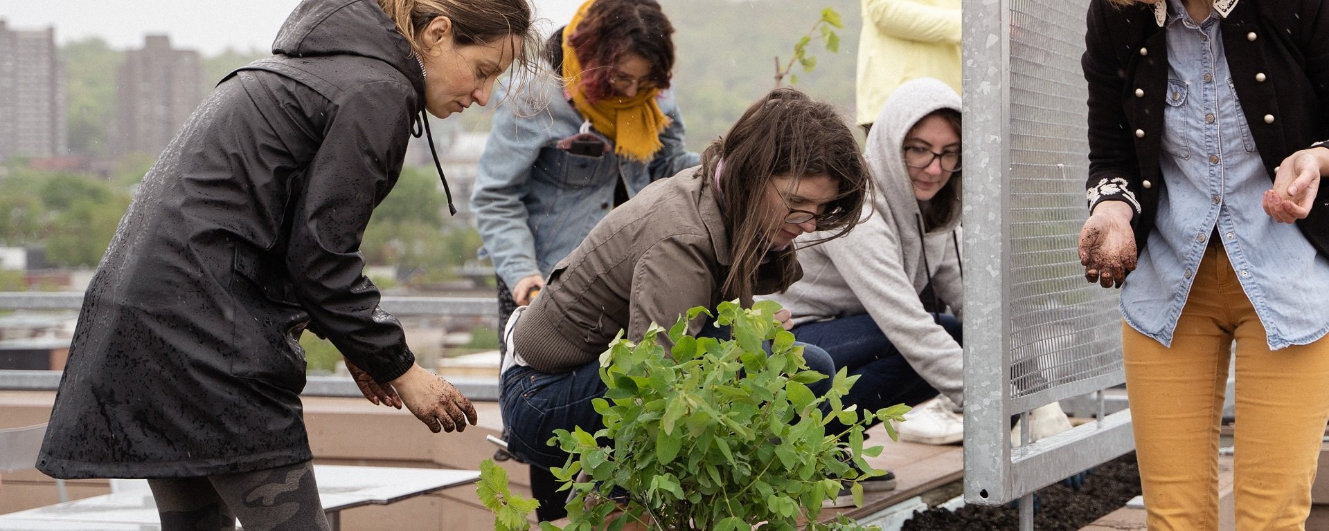 Un vignoble sur le toit d'Ubisoft