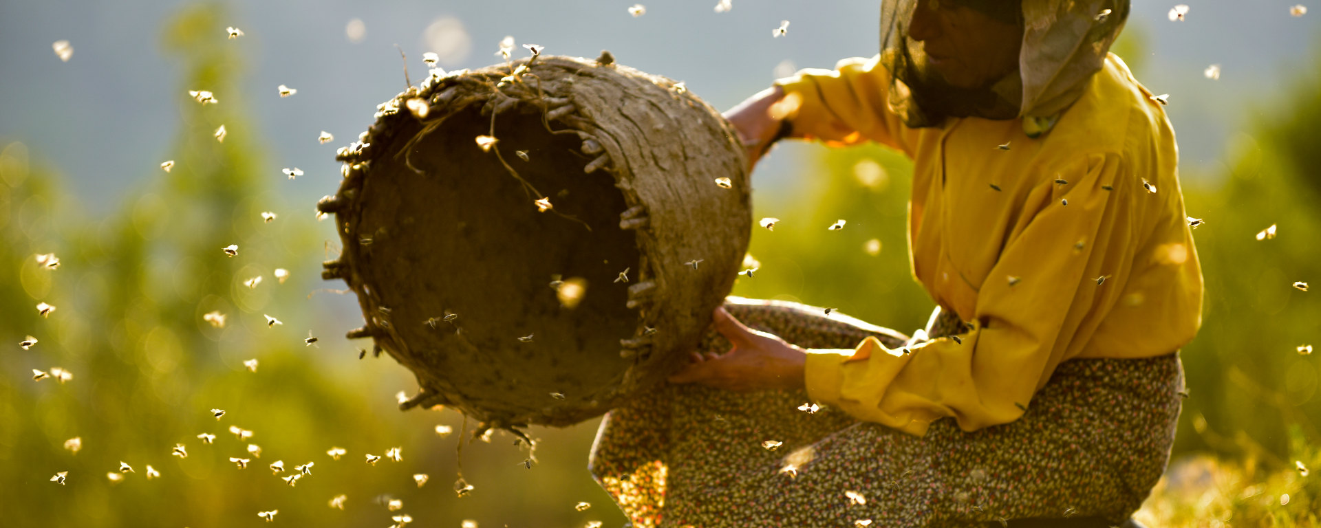 Honeyland : Dans un pays de tous les temps vit la plus belle des abeilles