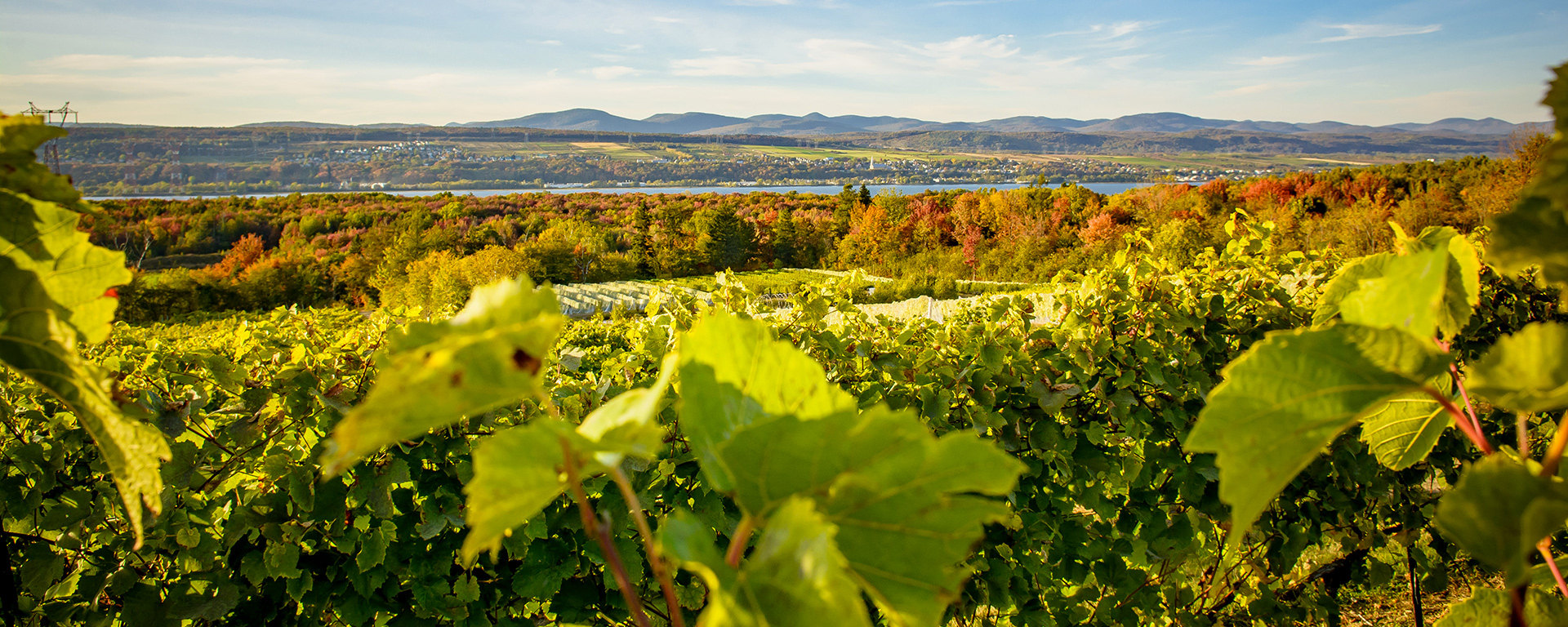 Isle de Bacchus : un vignoble actif en toutes saisons